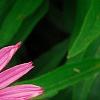 Echinacea purpurea 'Lilliput', flowers