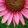 Echinacea purpurea 'Lilliput', flowers