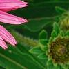 Echinacea purpurea 'Lilliput', flowers