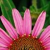 Echinacea purpurea 'Lilliput', flowers
