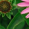 Echinacea purpurea 'Lilliput', flowers