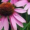 Echinacea purpurea 'Magnus', flowers