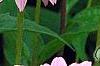 Echinacea purpurea 'Magnus', flowers