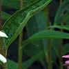 Echinacea purpurea 'Magnus', flowers
