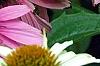 Echinacea purpurea 'Magnus', flowers