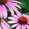 Echinacea purpurea 'Magnus', flowers