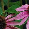 Echinacea purpurea 'Magnus', flowers
