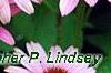 Echinacea purpurea 'Magnus', flowers