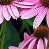 Echinacea purpurea 'Magnus', flowers
