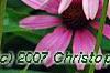 Echinacea purpurea 'Magnus', flowers