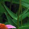 Echinacea purpurea 'Magnus', flowers