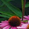 Echinacea purpurea 'Magnus', flowers