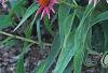 Echinacea purpurea 'Pica Bella', habit