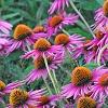Echinacea purpurea 'Pica Bella', habit