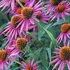 Echinacea purpurea 'Pica Bella', habit