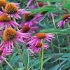 Echinacea purpurea 'Pica Bella', habit