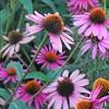 Echinacea purpurea 'Pica Bella', habit