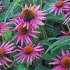 Echinacea purpurea 'Pica Bella', habit
