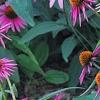 Echinacea purpurea 'Pica Bella', habit