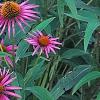 Echinacea purpurea 'Pica Bella', habit