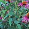 Echinacea purpurea 'Pica Bella', habit