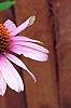 Echinacea purpurea 'Ruby Star', flowers