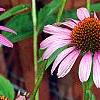 Echinacea purpurea 'Ruby Star', flowers