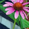 Echinacea purpurea 'Ruby Star', flowers