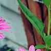 Echinacea purpurea 'Ruby Star', flowers