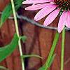 Echinacea purpurea 'Ruby Star', flowers