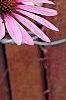 Echinacea purpurea 'Ruby Star', flowers