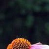 Echinacea purpurea 'Ruby Star', flowers