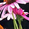 Echinacea purpurea 'Ruby Star', flowers