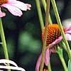 Echinacea purpurea 'Ruby Star', flowers