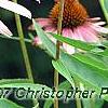 Echinacea purpurea 'Ruby Star', flowers