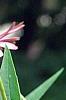 Echinacea purpurea 'Ruby Star', flowers