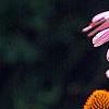 Echinacea purpurea 'Ruby Star', flowers