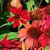 Echinacea 'Balsomsed' PP#23,105 (Sombrero[R] Salsa Red), habit