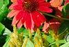 Echinacea 'Balsomsed' PP#23,105 (Sombrero[R] Salsa Red), habit