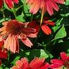 Echinacea 'Balsomsed' PP#23,105 (Sombrero[R] Salsa Red), habit
