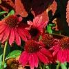 Echinacea 'Balsomsed' PP#23,105 (Sombrero[R] Salsa Red), habit