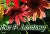 Echinacea 'Balsomsed' PP#23,105 (Sombrero[R] Salsa Red), habit