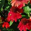Echinacea 'Balsomsed' PP#23,105 (Sombrero[R] Salsa Red), habit