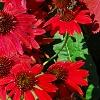 Echinacea 'Balsomsed' PP#23,105 (Sombrero[R] Salsa Red), habit