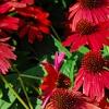 Echinacea 'Balsomsed' PP#23,105 (Sombrero[R] Salsa Red), habit