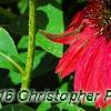 Echinacea 'Balsomsed' PP#23,105 (Sombrero[R] Salsa Red), flowers