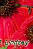 Echinacea 'Balsomsed' PP#23,105 (Sombrero[R] Salsa Red), flowers