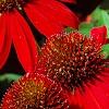 Echinacea 'Balsomsed' PP#23,105 (Sombrero[R] Salsa Red), flowers