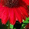 Echinacea 'Balsomsed' PP#23,105 (Sombrero[R] Salsa Red), flowers
