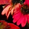 Echinacea 'Balsomsed' PP#23,105 (Sombrero[R] Salsa Red), flowers